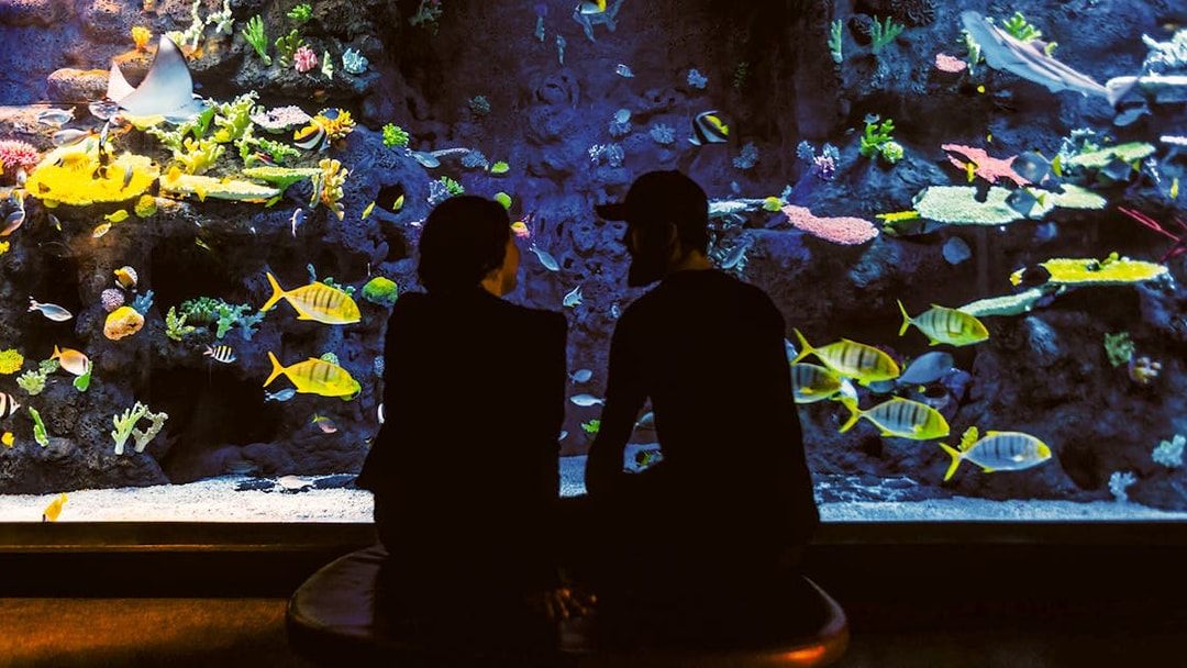 Couple observing colorful fish in Tivoli Gardens aquarium.