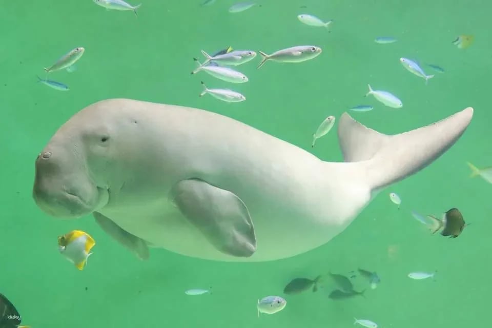 Toba Aquarium Admission Ticket｜Japan