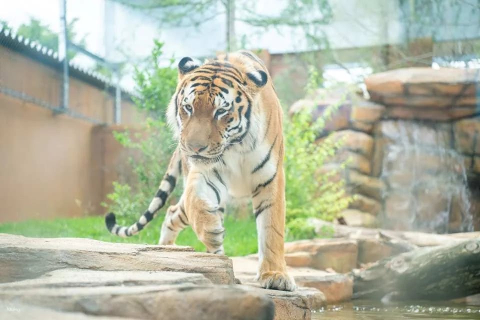Tochigi, Japan | Nasu Animal Kingdom E-Ticket Reservation [100 yen discount off the local price!]
