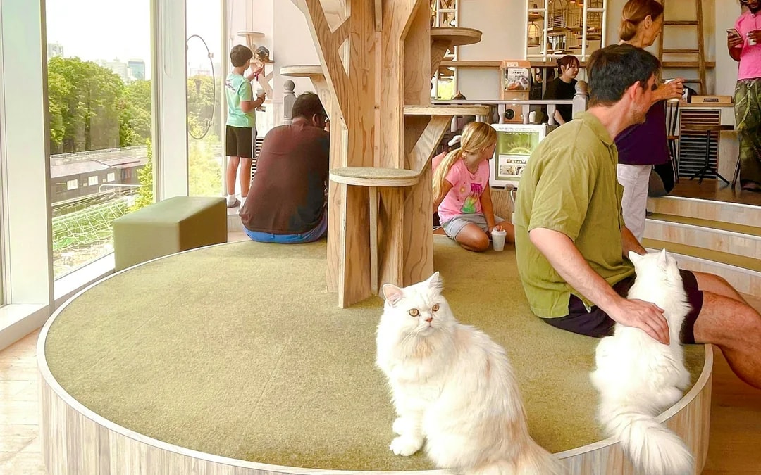 Tokyo Cat-Themed Walking Tour: Gotokuji Lucky Cat Temple and Harajuku Cat Cafe Image 2