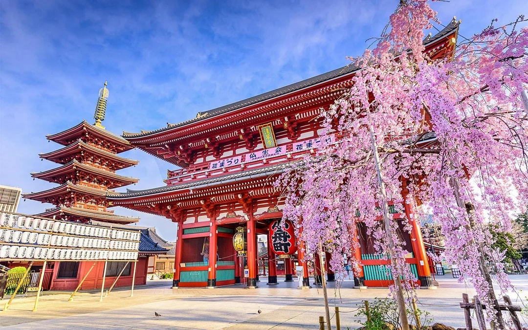 Sensoji Temple with cherry blossoms in Asakusa, Tokyo, Japan.