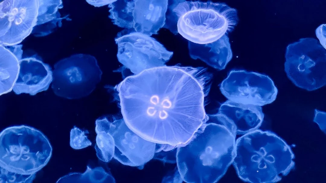 Jellyfish swimming in a tank at Sumida Aquarium, Tokyo.