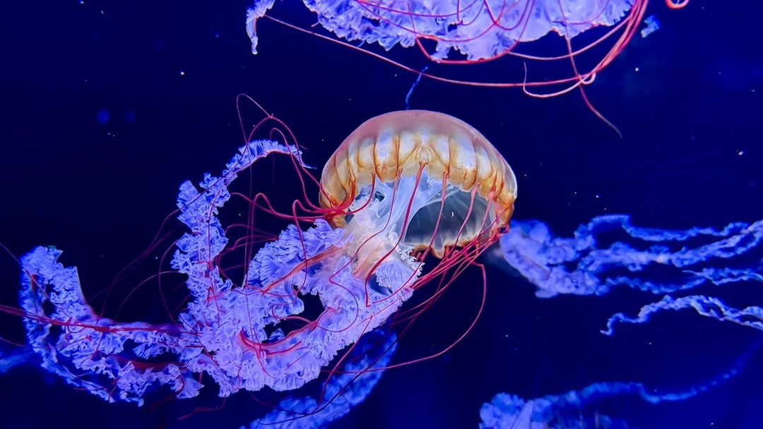 Pacific Sea Nettle jellyfish at Sumida Aquarium, Tokyo.
