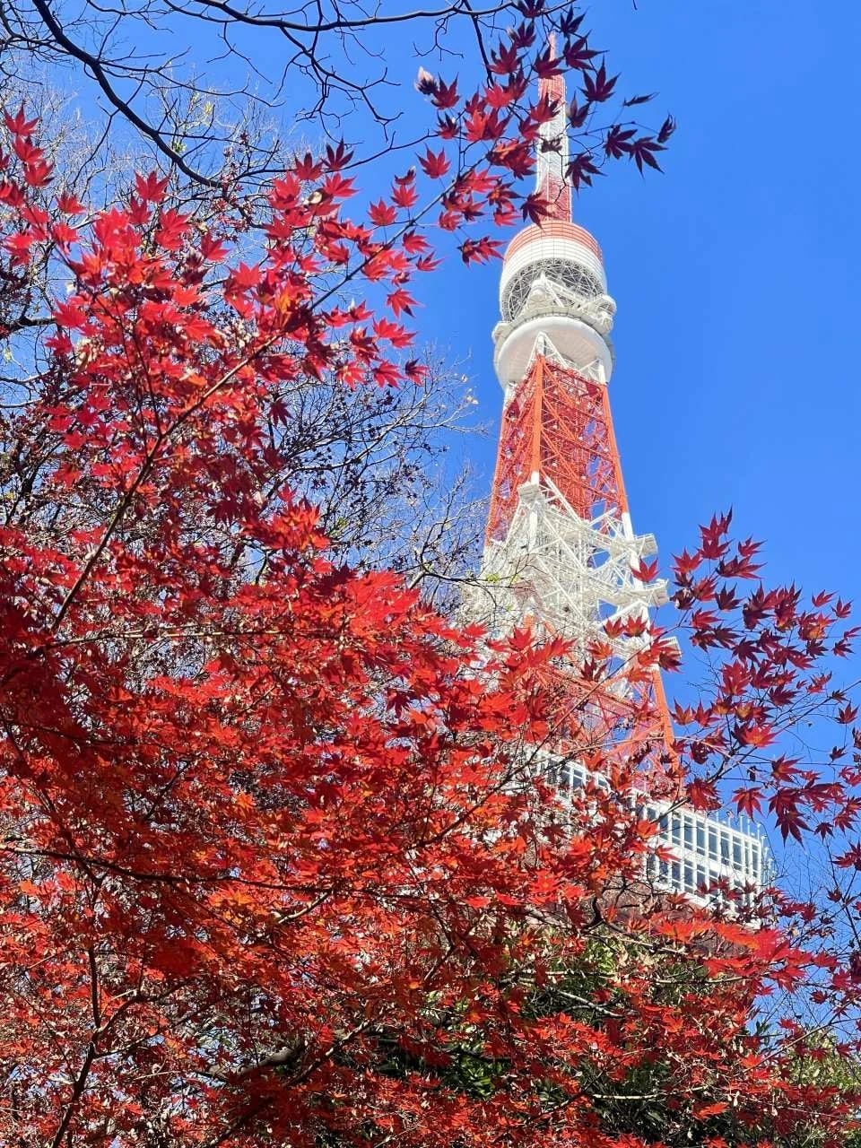 Tokyo Tower Main Observatory Ticket