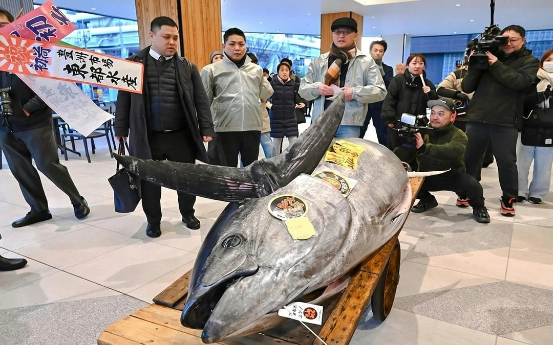 Tokyo: Toyosu Tuna Auction and Tsukiji Market Guided Walking Tour Image 1