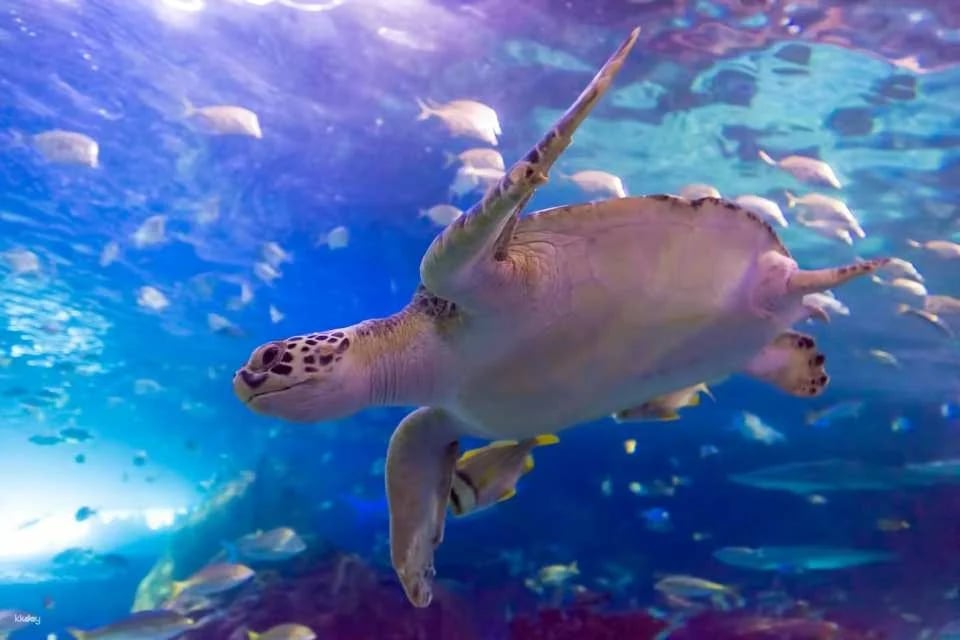 Toronto, Canada | Ripley's Aquarium Tickets