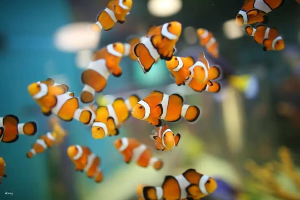 Toronto, Canada | Ripley's Aquarium Tickets