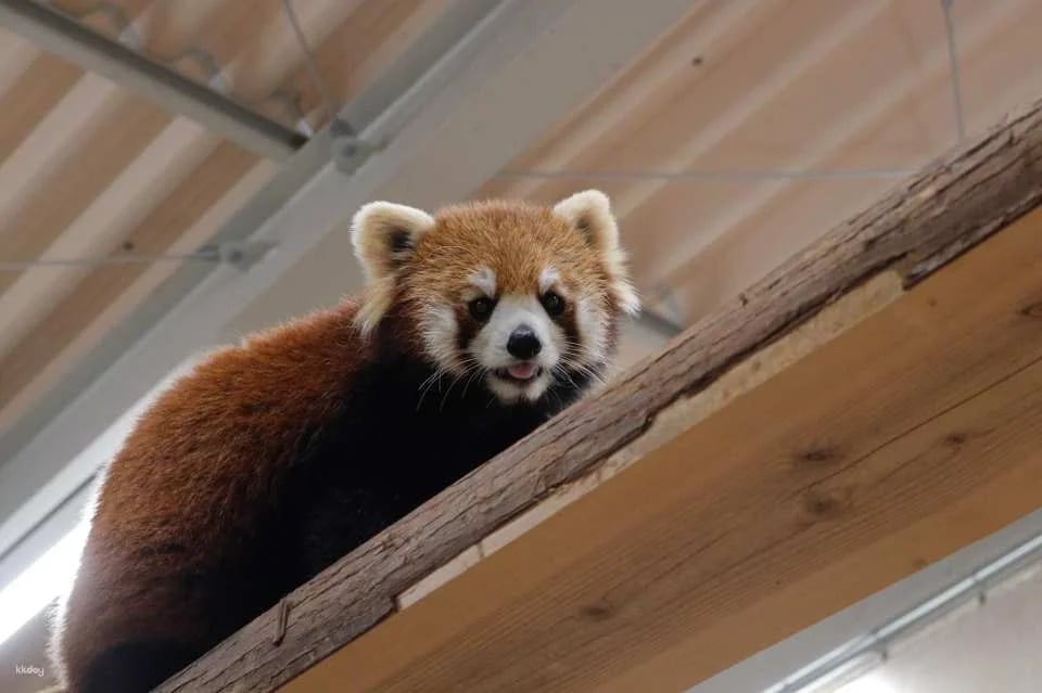 Toyohashi Zoo & Botanical Park (Non-Hoi Park) Ticket | Official Retailer | Aichi