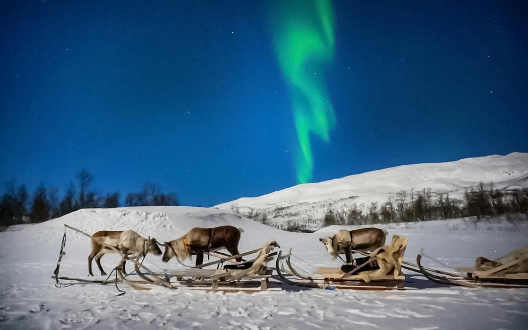 Tromso: Northern Lights, Reindeer and Sami Experiences Image 1