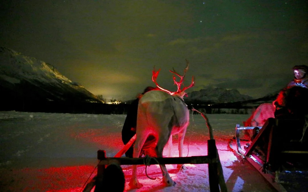 Tromso: Northern Lights, Reindeer and Sami Experiences Image 5