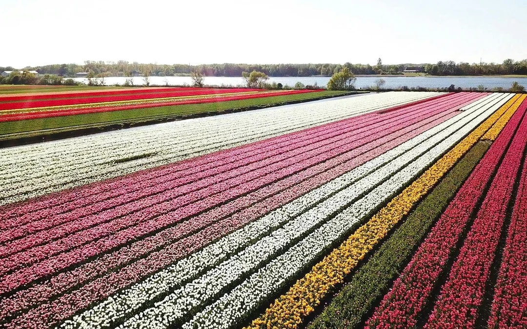 Tulip & Flower Fields Near Keukenhof: Self-Drive GPS Audio Tour for 2 People Image 7