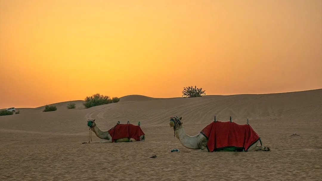 Camels resting at sunset in Bedouin Desert Camp, part of Atlanta Tourism's camel ride experience.