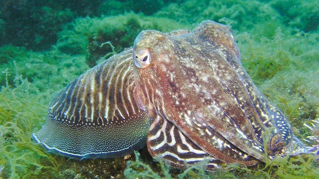 Common cuttlefish swimming near seaweed in Saint-Jean-Cap-Ferrat, Nice, France.