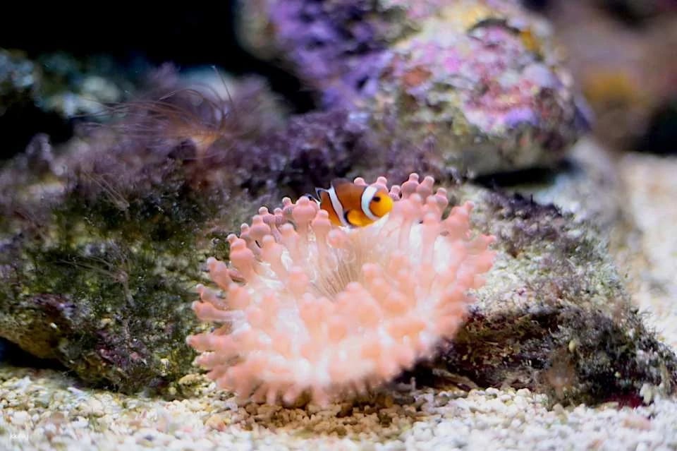 Underwater World Langkawi: Admission Ticket | Malaysia