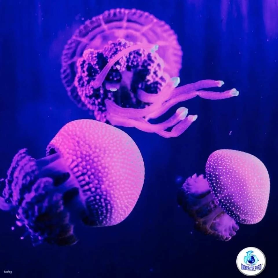 Underwater World Langkawi: Admission Ticket | Malaysia