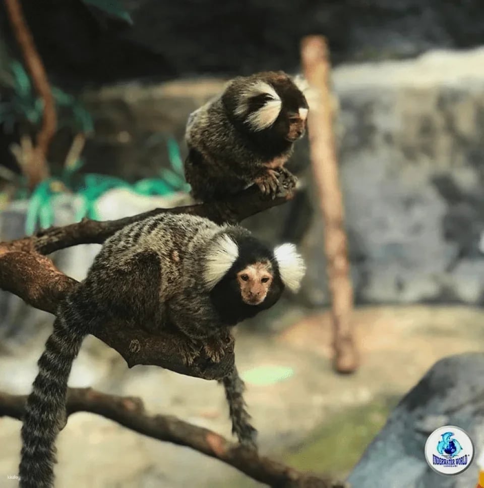 Underwater World Langkawi: Admission Ticket | Malaysia