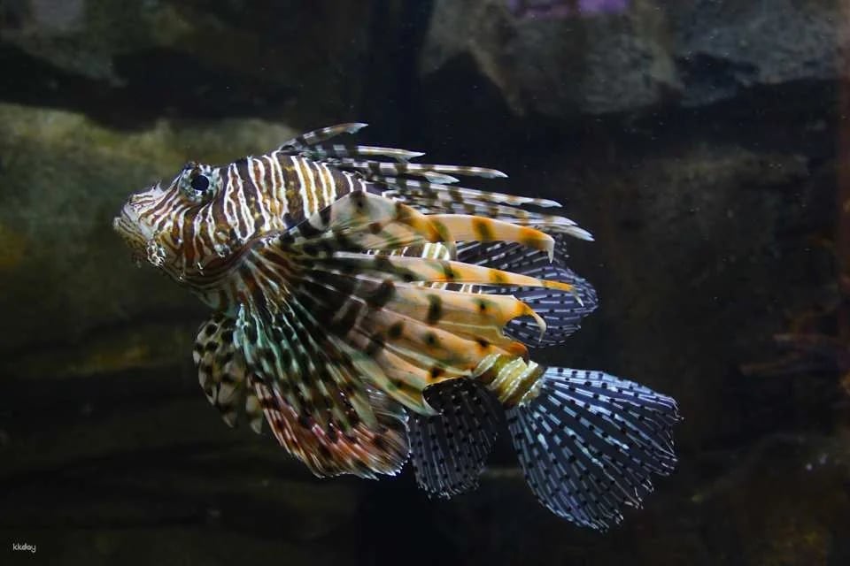 Underwater World Langkawi: Admission Ticket | Malaysia