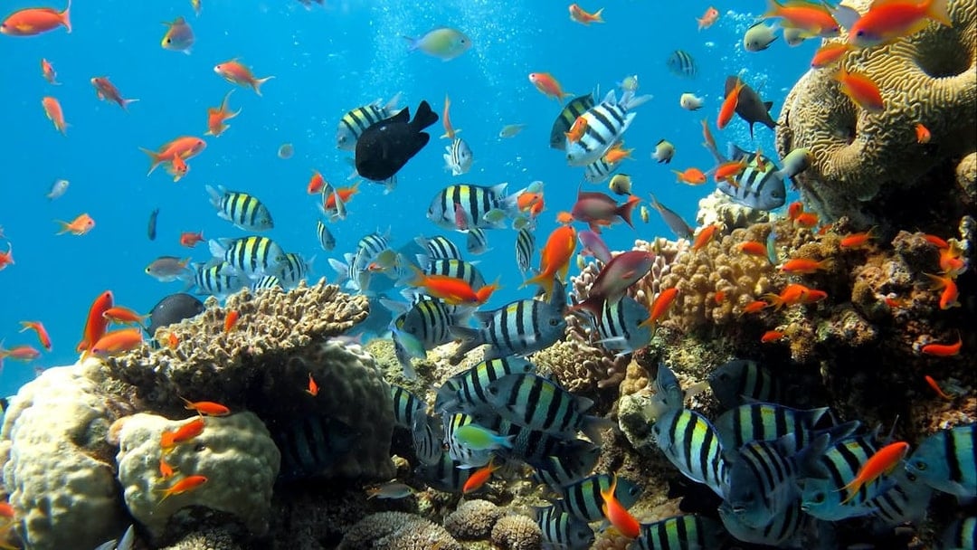 Colorful fish swimming around coral reefs at Underwater World Pattaya.