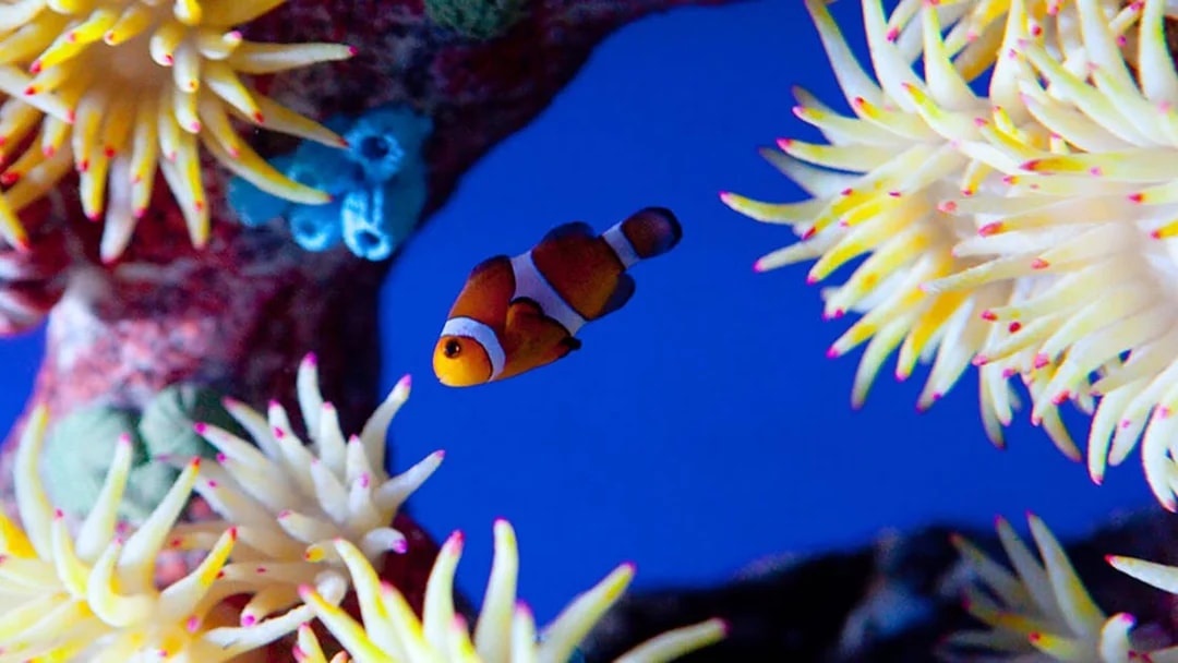 Clownfish swimming among sea anemones at Underwater World Pattaya.
