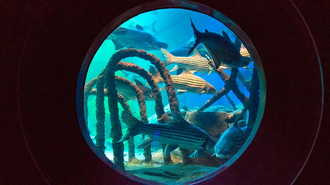 Fish swimming in an aquarium tunnel at Underwater World Pattaya.