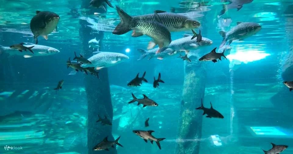 Underwater World Pattaya Experience | Thailand