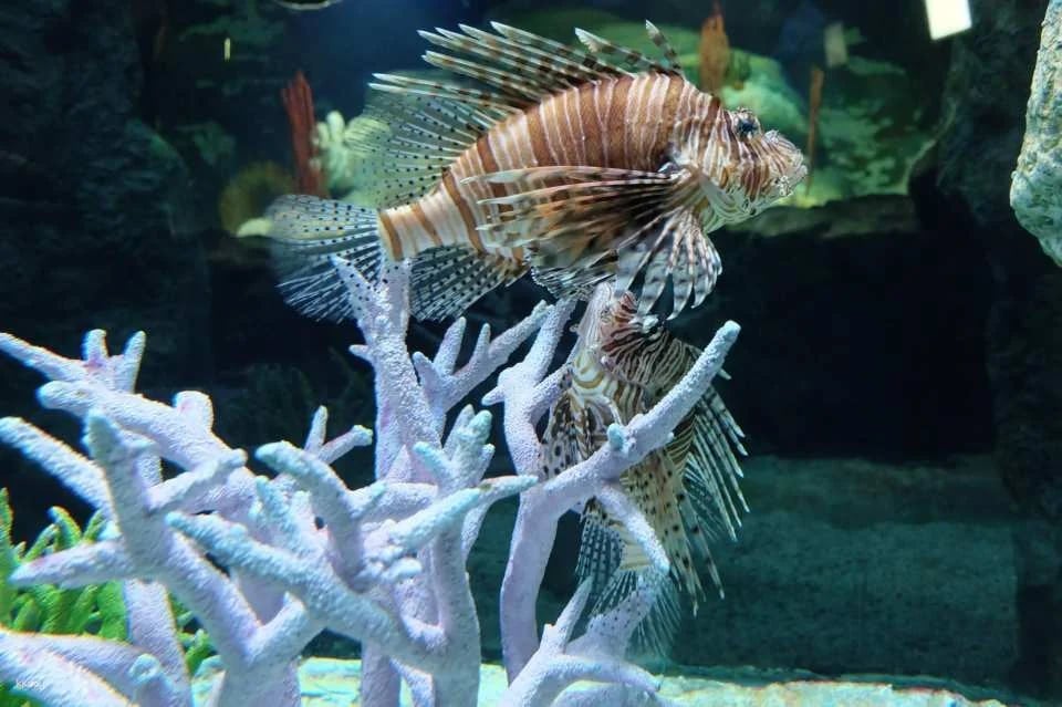 Underwater World Pattaya Experience | Thailand