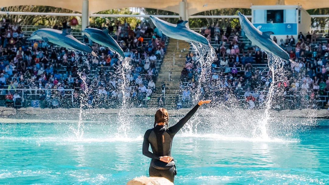 Dolphins performing mid-air jumps during a show at Sea World, Gold Coast.