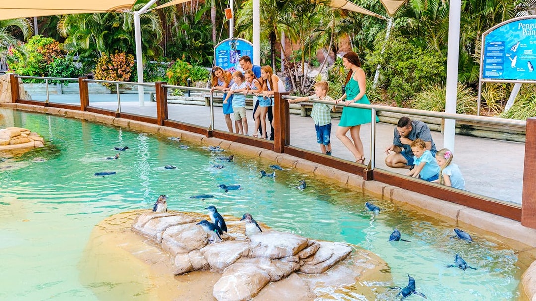 Visitors observing penguins swimming at Penguin Point, Sea World, Gold Coast.