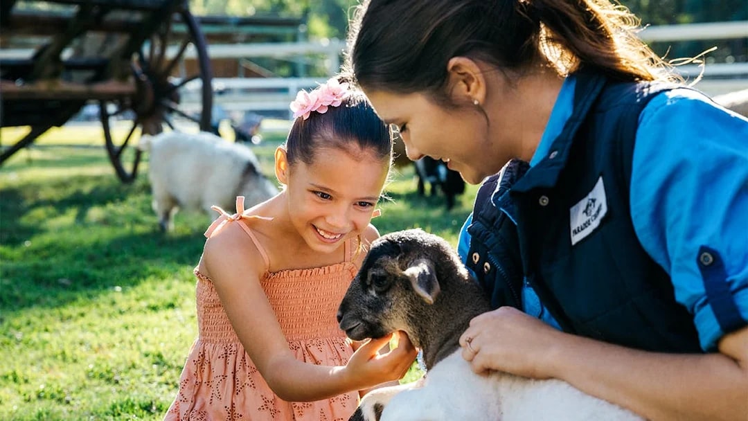 Girl petting baby sheep at Paradise Country animal nursery, Gold Coast.