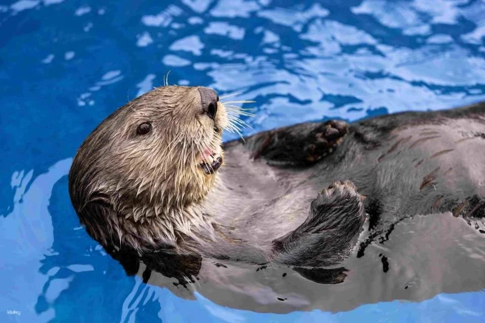 Vancouver Aquarium: Admission Ticket | Canada