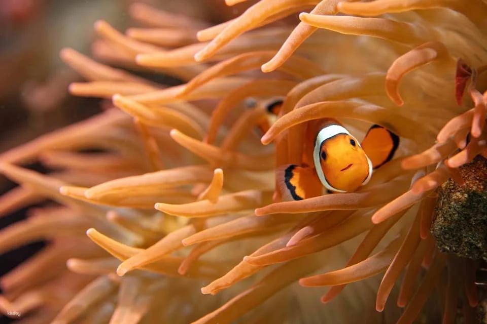 Vancouver Aquarium: Admission Ticket | Canada