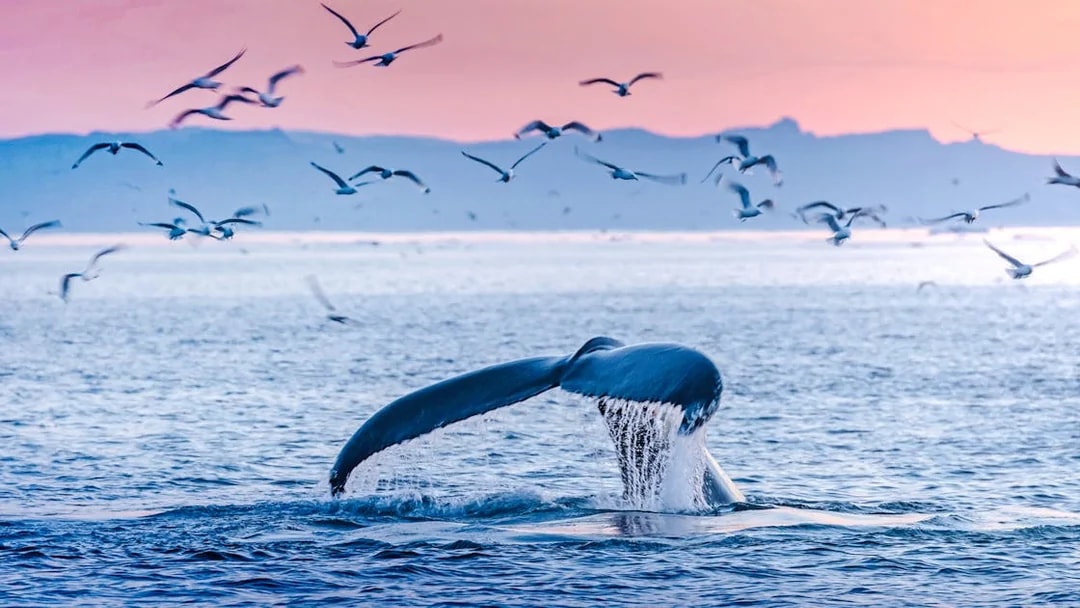 Whale tail diving in ocean with birds flying above.