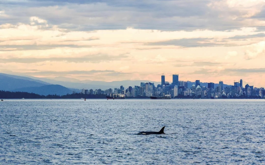Vancouver Sunset Whale Watching Tour Image 6