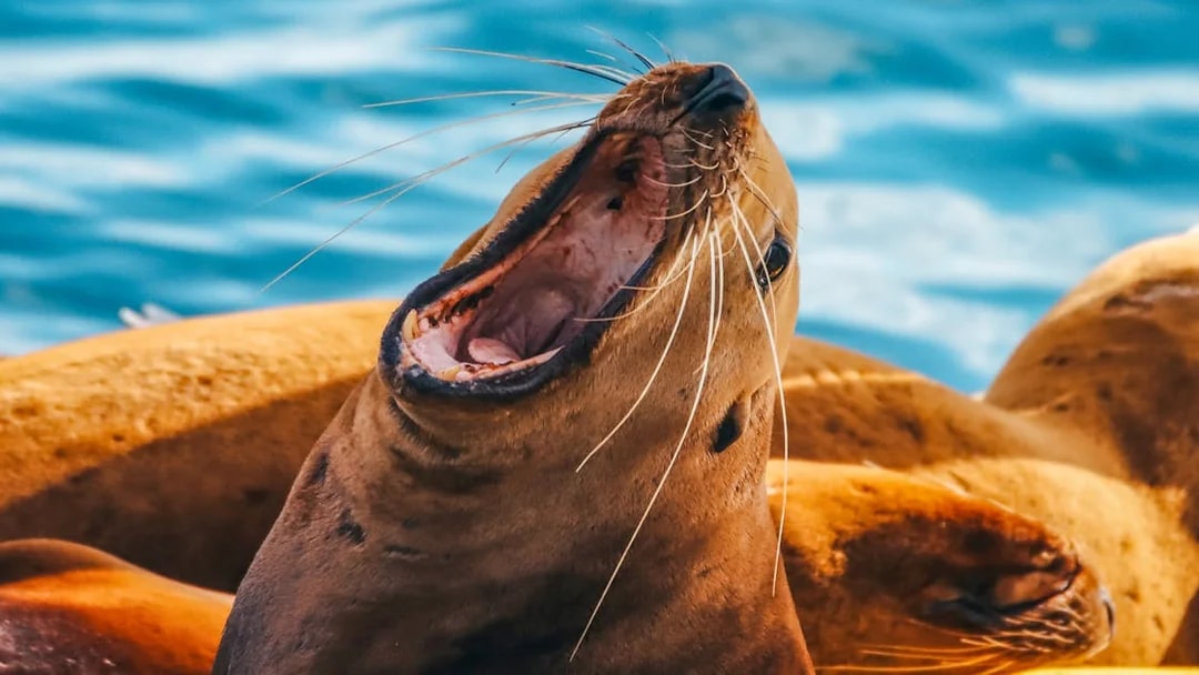Sea lion with open mouth near water.