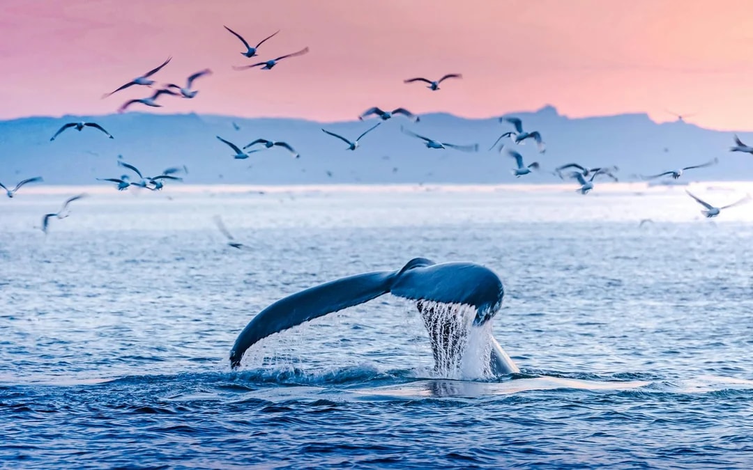 Vancouver Sunset Whale Watching Tour Image 7