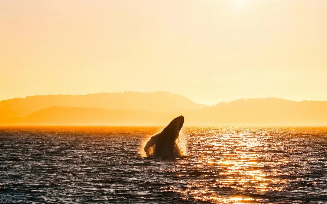 Vancouver Sunset Whale Watching Tour Image 1