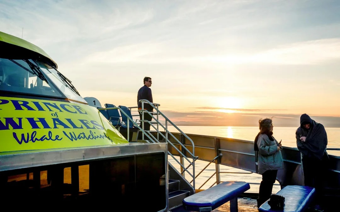 Vancouver Sunset Whale Watching Tour Image 4