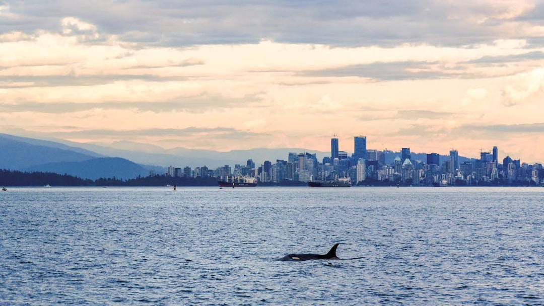 Orca whale swimming in ocean with city skyline in background.