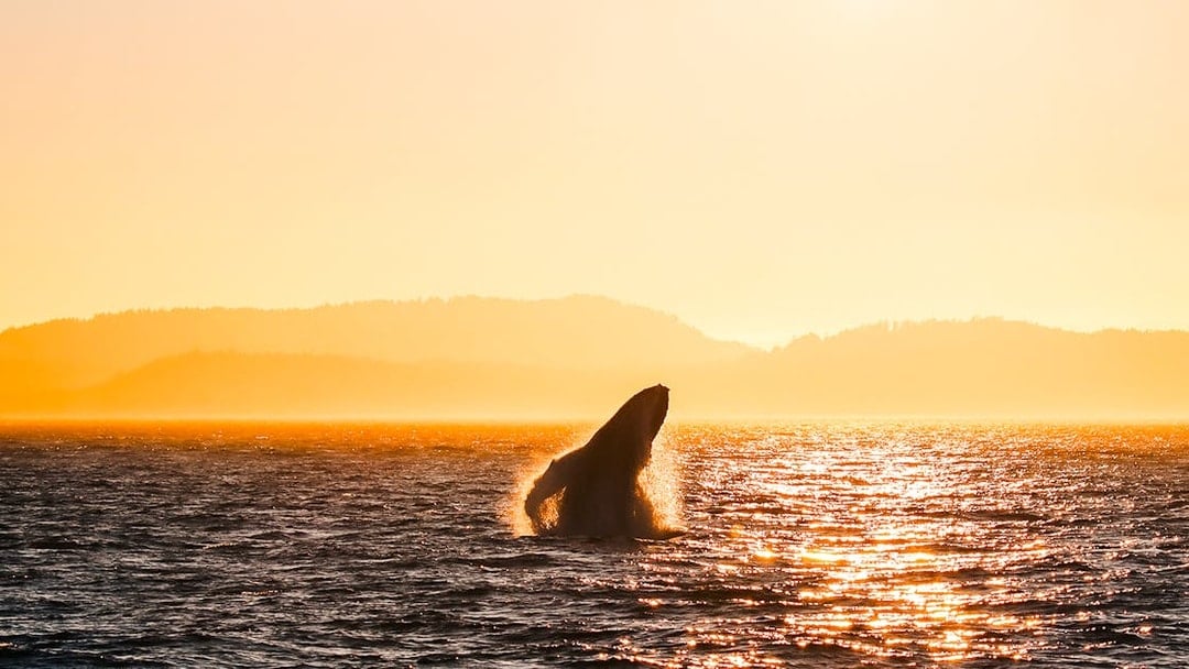 Vancouver Sunset Whale Watching Tour