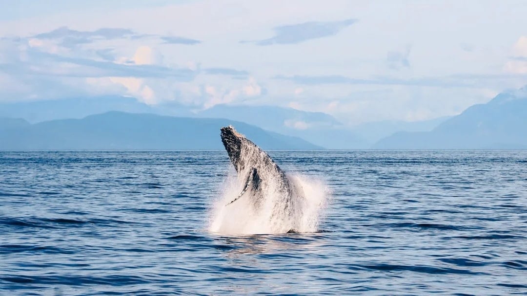 Humpback whale breaching ocean surface with mountains in the background.