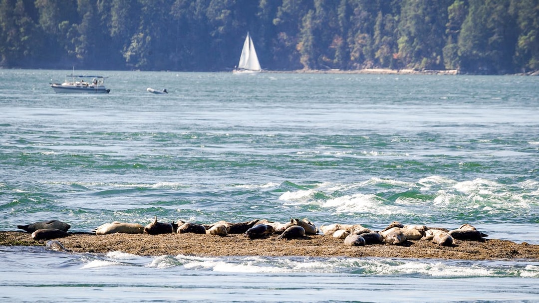 Harbor seals resting on a rocky outcrop in the ocean with boats and forested shoreline in the background.