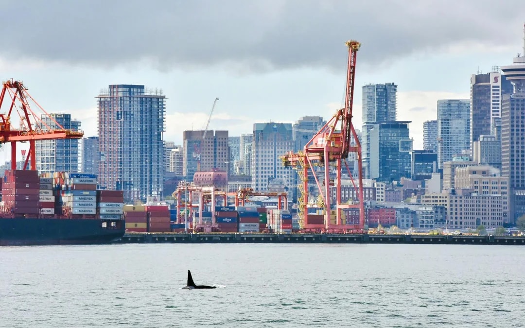 Vancouver Whale Watching Tours Image 8