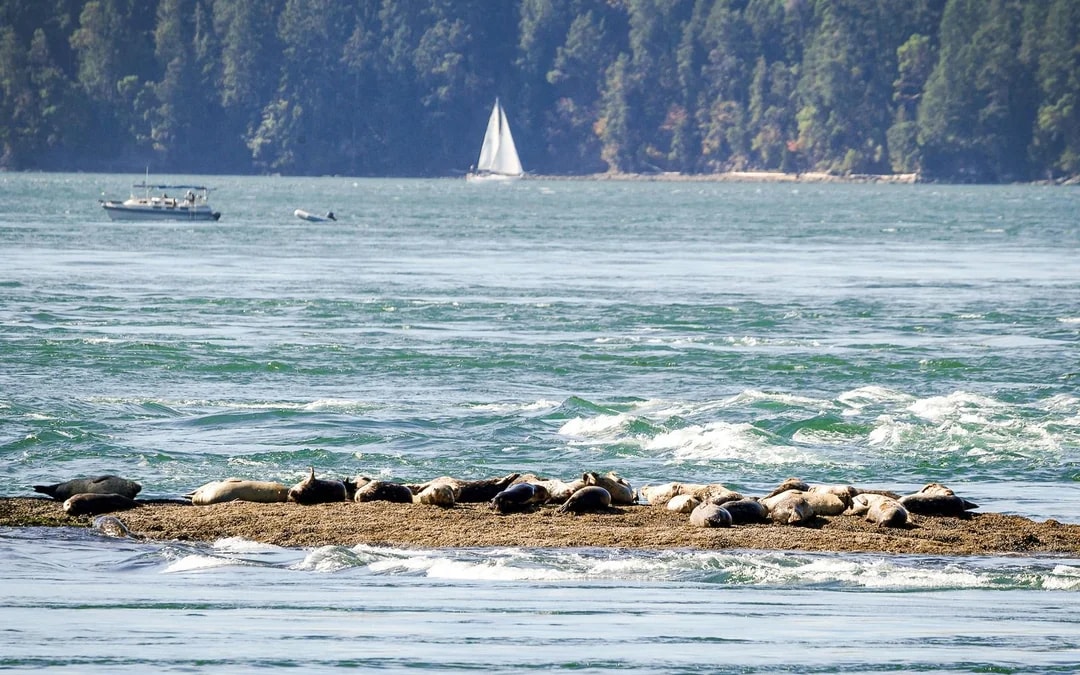 Vancouver Whale Watching Tours Image 9