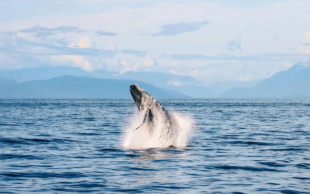Vancouver Whale Watching Tours Image 1
