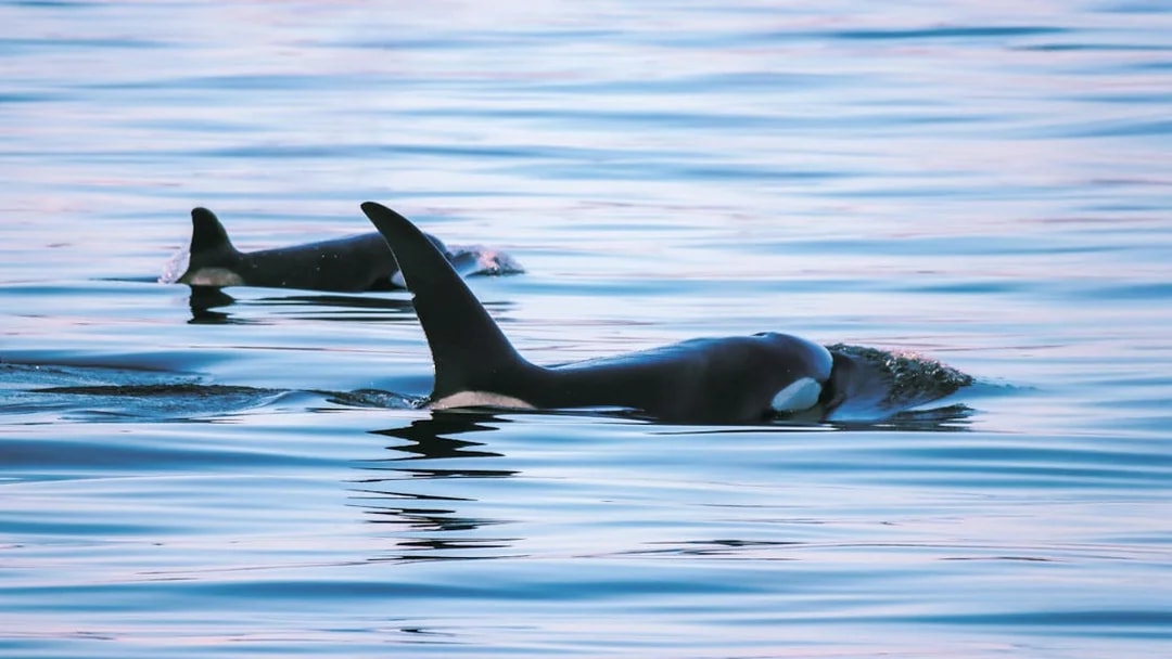 Two orcas swimming in the ocean.