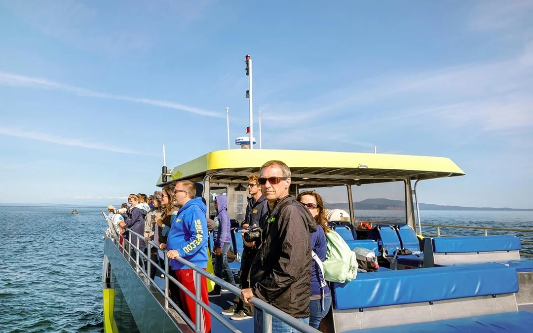 Vancouver Whale Watching Tours Image 3