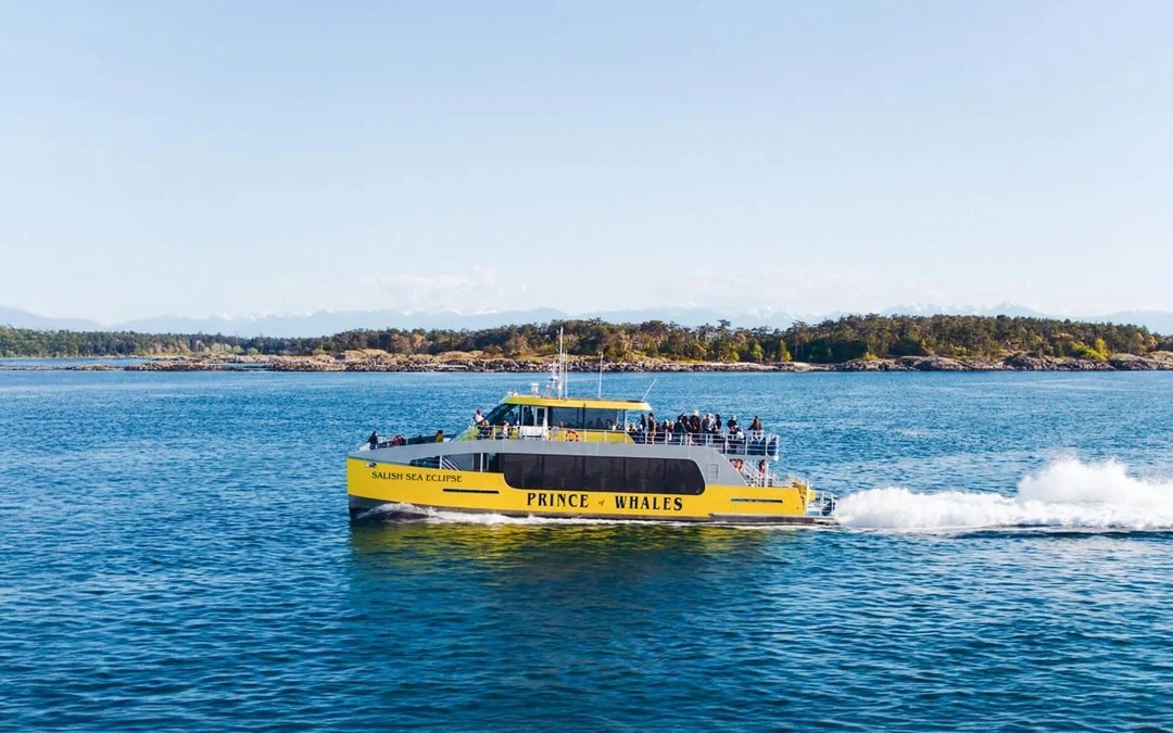 Victoria Whale Watching Tours by Covered Boat Image 5