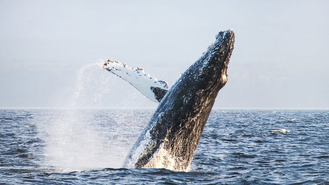 Humpback whale breaching in ocean waters.