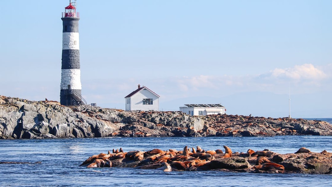 Race Rocks Lighthouse with sea lions on rocky shore, British Columbia.