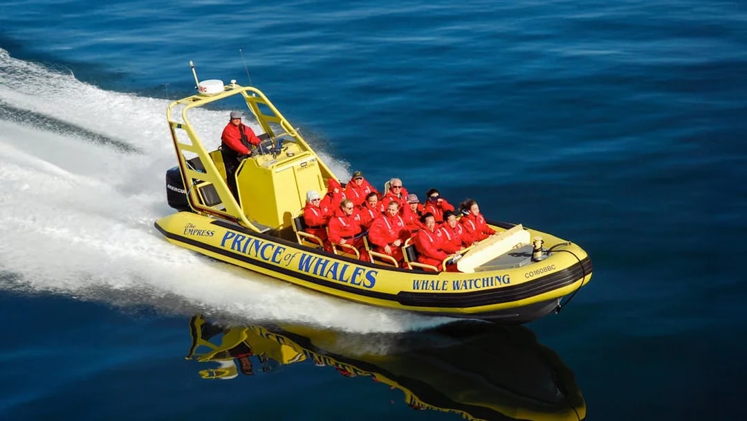 High-speed inflatable boat with passengers on a whale watching tour.